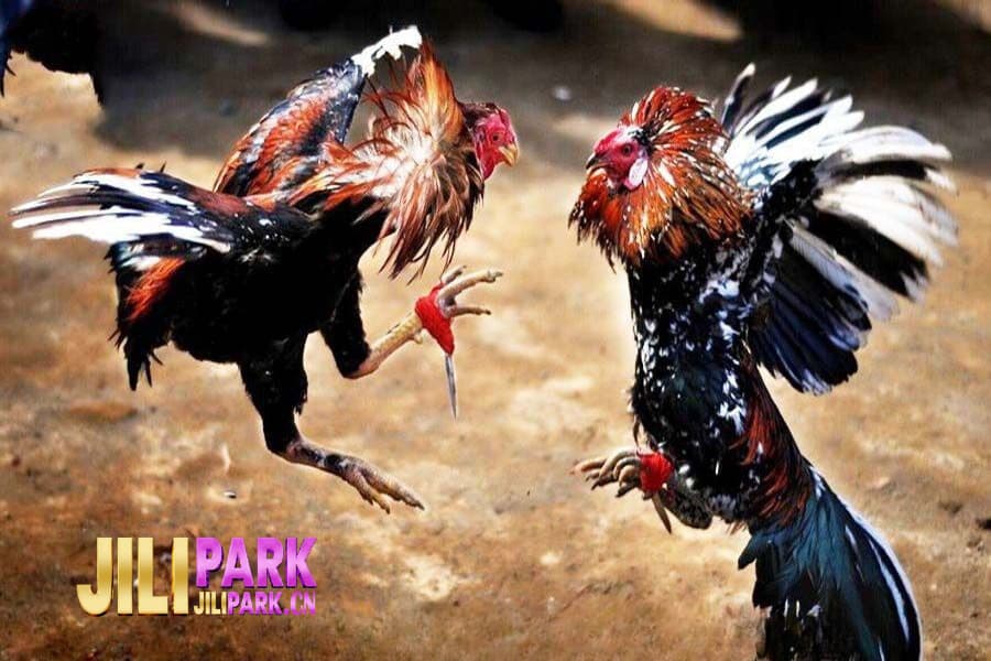 Live Cockfighting with Iron Spurs