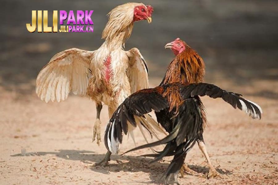 Live Cockfighting with Iron Spurs