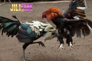 Live Cockfighting with Iron Spurs