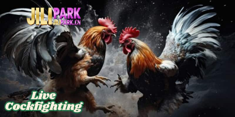 Live Cockfighting