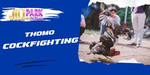 thomo cockfighting