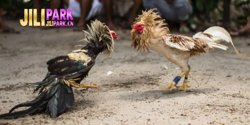 Cockfighting Terms